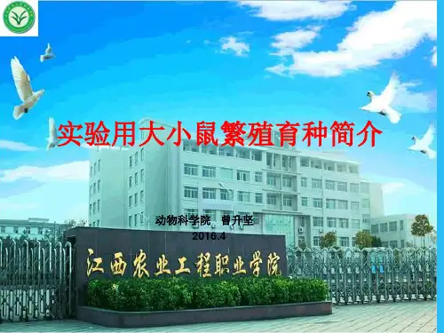 大小鼠饲养繁殖