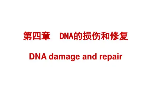 04 第四章 DNA的损伤和修复