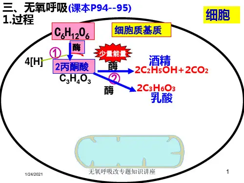 无氧呼吸改专题知识讲座培训课件