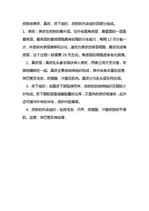 皮肤的组织结构 2
