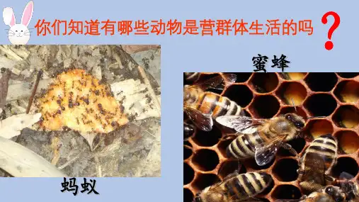 5.2.3 社会行为