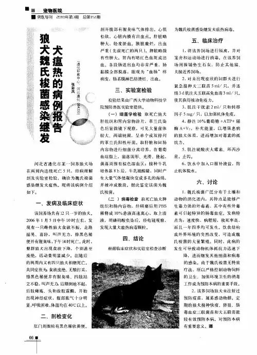 狼犬魏氏梭菌感染继发犬瘟热的病例报告