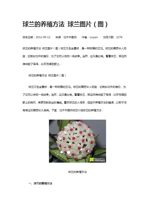 美国球兰.油葵的种植