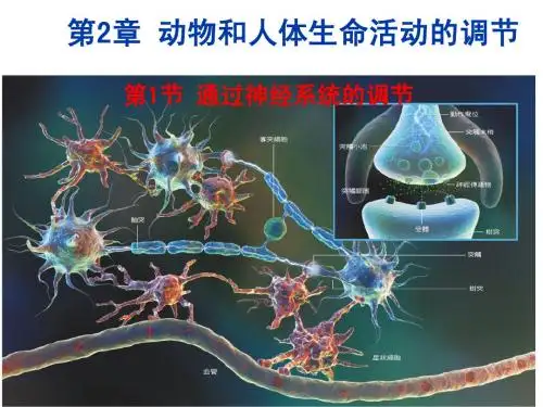 高中生物《第二章 第一节 通过神经系统的调节》课件1 新人教版必修3