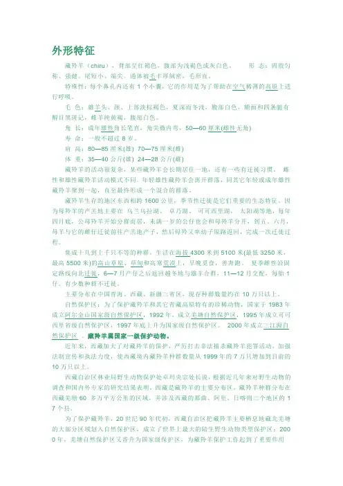 藏羚羊