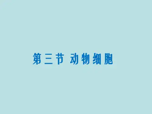 人教版生物七年级上册  第二单元第一章 第三节 动物细胞 课件  (共27张PPT)