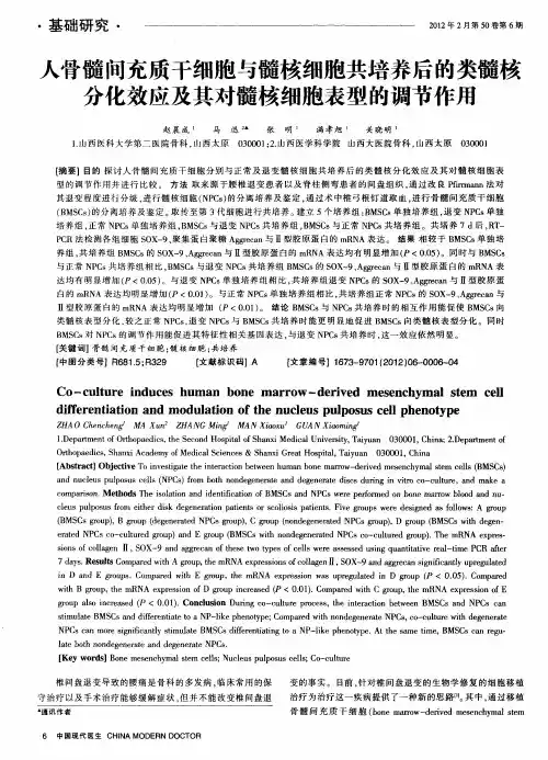 人骨髓间充质干细胞与髓核细胞共培养后的类髓核分化效应及其对髓核细胞表型的调节作用