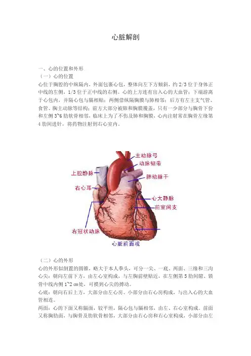 心脏解剖