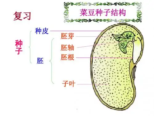 第一节 种子的萌发PPT优质课件