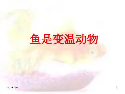 《鱼是变温动物》PPT教学课件
