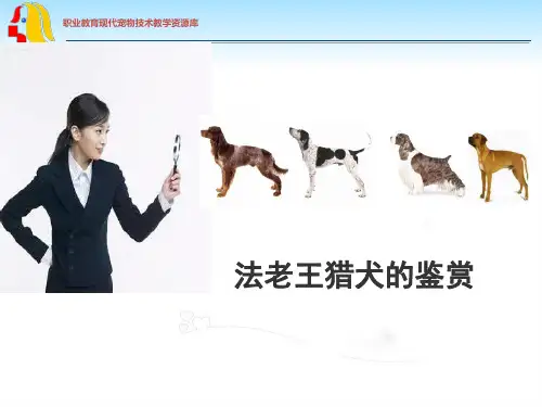法老王猎犬.