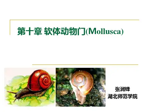 第十章 软体动物