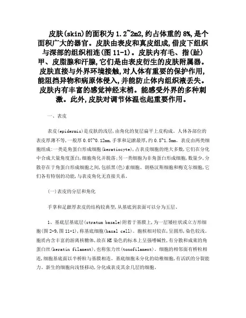 皮肤组织胚胎学