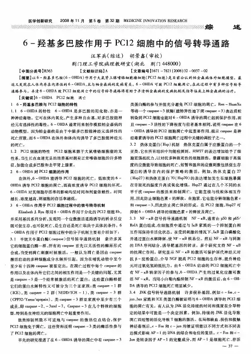 6-羟基多巴胺作用于PC12细胞中的信号转导通路