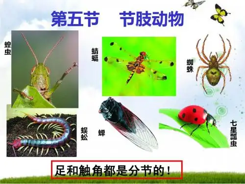 节肢动物
