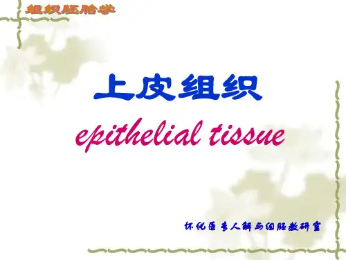 组织胚胎学上皮组织