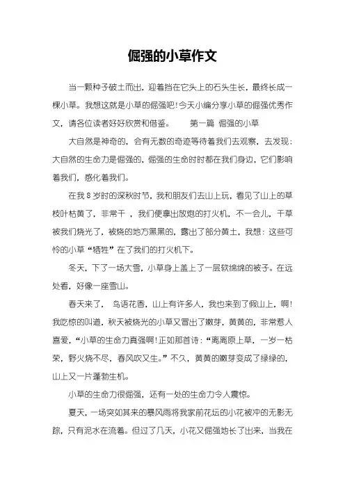 倔强的小草作文