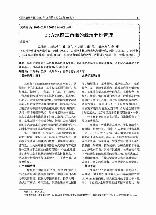 北方地区三角梅的栽培养护管理