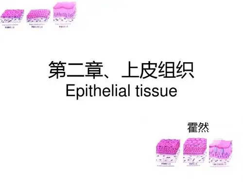上皮组织