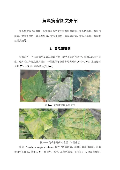 黄瓜病害图文介绍