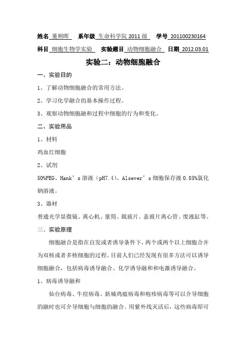 动物细胞融合 实验报告
