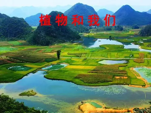 植物和我们课件