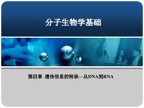 分子生物学基础PPT第四章