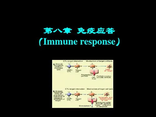 免疫学第8章 免疫应答