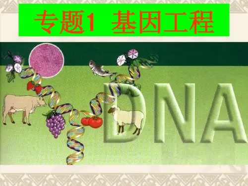 基因工程1.1