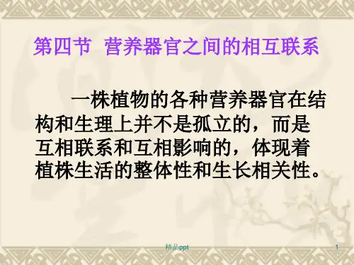 根茎叶的变态PPT课件