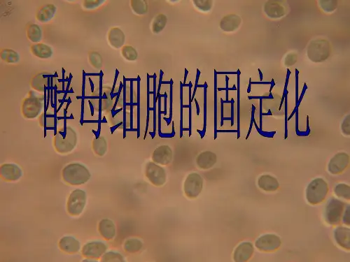 酵母细胞的固定化公开课精品PPT课件