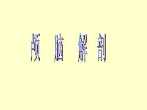 颅脑解剖