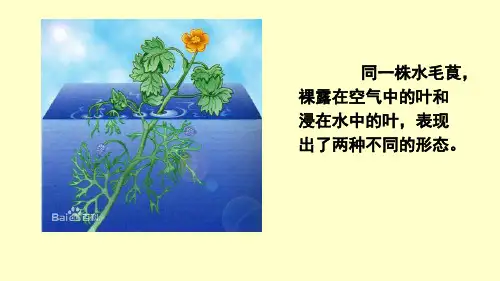 高中生物必修二课件-4.2 基因对性状的控制 -人教版