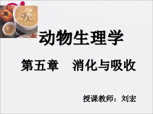 《消化与吸收》PPT课件 (2)