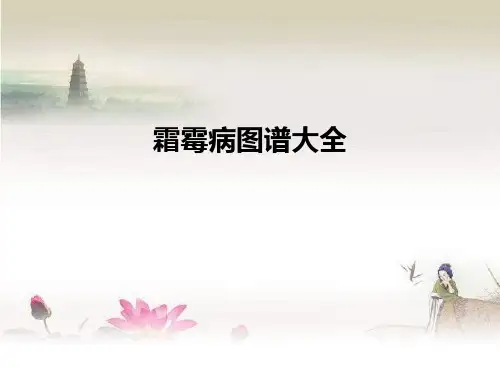 霜霉病图谱大全(全作物图谱)