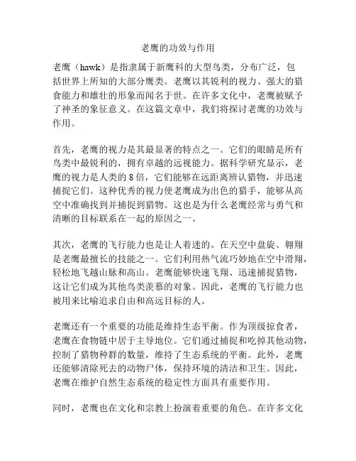 老鹰的功效与作用