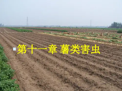 10薯类害虫