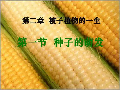 种子的萌发 公开课课件 人教版生物