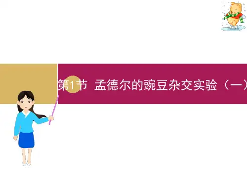 高中生物必修2第一章第一节孟德尔的豌豆杂交实验1