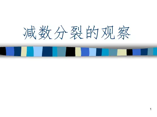 减数分裂观察PPT精选文档