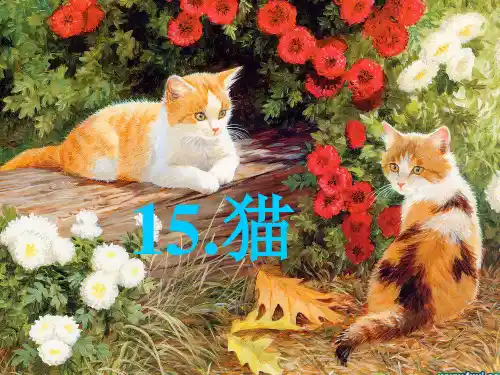 15猫讲解PPT课件