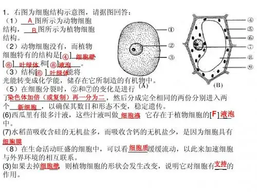 人教版生物七年级上册图复习