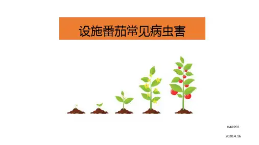 番茄常见病虫害防治