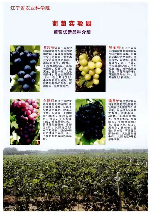 葡萄实验园葡萄优新品种介绍