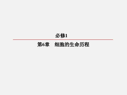高考生物 一轮复习 第6章 细胞的生命历程 第1节 细胞的增殖 新人教必修1