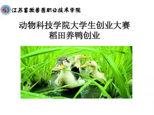 创业大赛 稻田养鸭  杨平