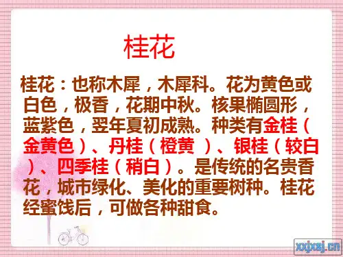 7.桂花雨