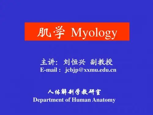 3肌学总论和全身肌