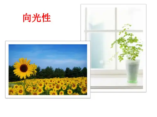 浙科版高中生物必修三第一章 植物激素调节ppt
