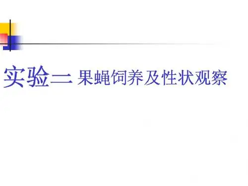 果蝇的饲养和观察